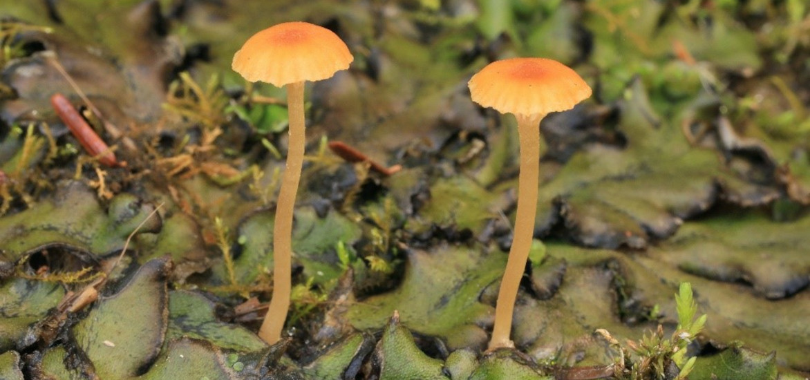 Pennsylvania Fungi